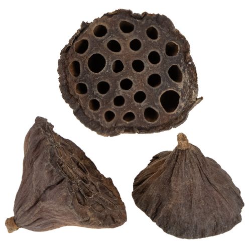 Floristik24 Lotos Kolben mittel 100 St Natur