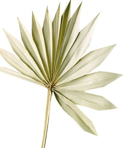 Palmspear Sun Natur Palmblatt getrocknet Naturdeko 30St