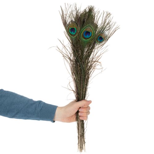 Artikel Pfauenfedern Echte Vogelfedern zum Basteln und Dekorieren 55cm 10St