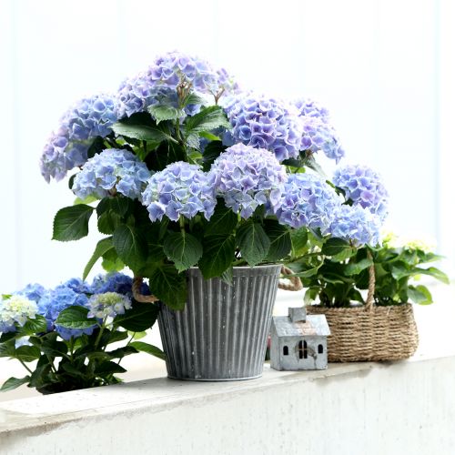 Pflanzgefäß, Deko-Topf mit Henkeln, Metalltopf zum Bepflanzen Ø25,5cm