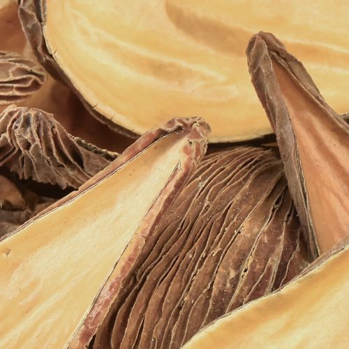 Artikel Frucht- und Samenkapsel Schoten Pradeep Pods 9-12 cm natur 50 St