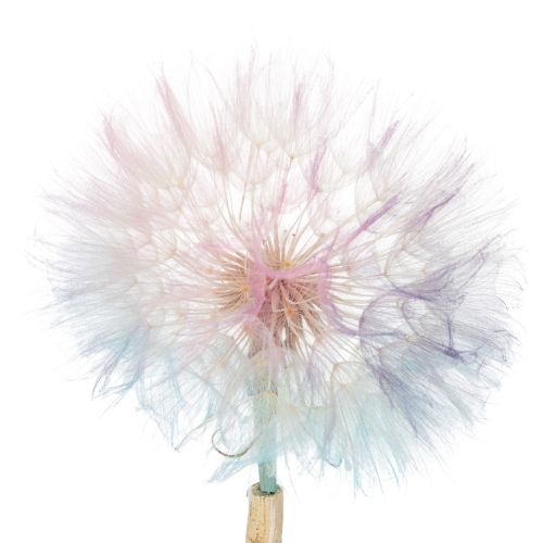 Pusteblume Deko Trockenblume stabilisiert und gefärbt Filigran langlebig 12cm 4St