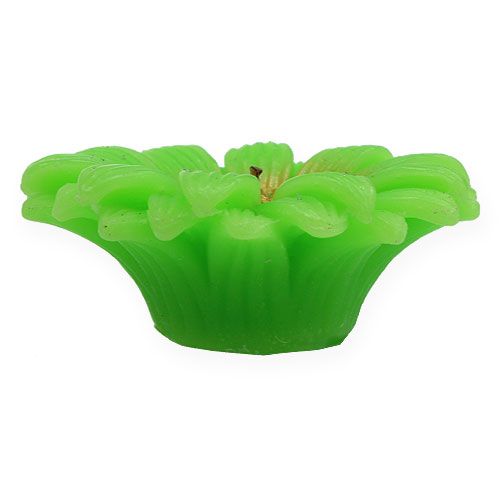 Floristik24 Schwimmkerze Gerbera Grün Ø7,5cm