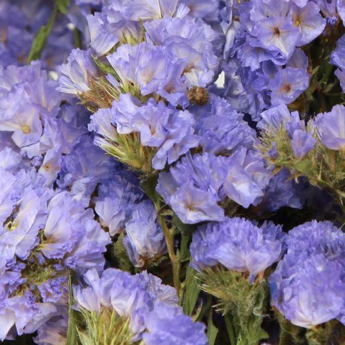 Floristik24 Strandflieder Lila Statice Limonium sinuatum Trockenblumen 60cm 50g