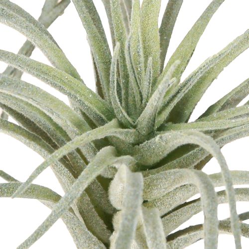 Artikel Tillandsia Sukkulente künstliche Grünpflanzen 13cm