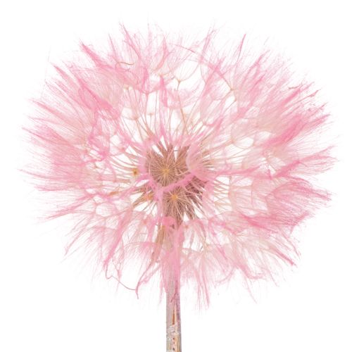 Trockenblumen Riesen Pusteblume Deko Edles Wohnaccessoire 12cm 4St