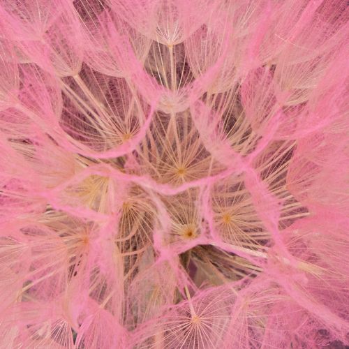 Artikel Trockenblumen Riesen Pusteblume Deko Edles Wohnaccessoire 12cm 4St