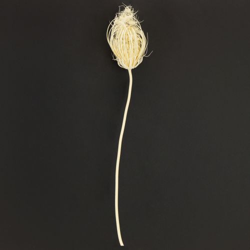 Trockenblumen Creme Fenchel Gebleicht 45cm Bund 10 St | Floristik24.de