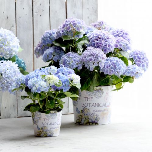 Floristik24 Übertopf Kunststoff Hortensien Blumentopf Ø13,5cm H12cm