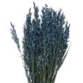 Floristik24 Trockenblumen, Hafer getrocknetes Getreide Deko Blau  68cm 230g