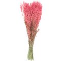 Floristik24 Trockenblumen, Hafer getrocknetes Getreide Deko Pink 65cm 160g