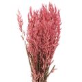 Floristik24 Trockenblumen, Hafer getrocknetes Getreide Deko Pink 65cm 160g