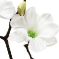 Floristik24 Kunstblume Magnolienzweig Magnolie künstlich Weiß 58cm