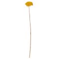 Achillea Natur Gelb Schafgarbe Trockenblumen Gelb 1kg | Floristik24.de