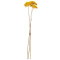 Achillea Natur Gelb Schafgarbe