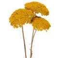 Achillea Natur Gelb Schafgarbe