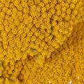 Achillea Natur Gelb Schafgarbe