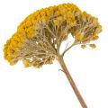 Achillea Natur Gelb Schafgarbe