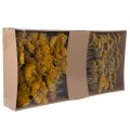 Achillea Natur Gelb Schafgarbe