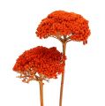 Floristik24 Achillea 1kg Orange