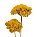 Floristik24 Achillea 1kg Natur