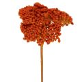 Floristik24 Achillea Orange Trockenblumen Schafgarbe 45-60cm 1kg
