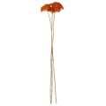 Achillea Orange Trockenblumen Schafgarbe 45-60cm 1kg | Floristik24.de