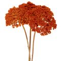 Achillea Orange Trockenblumen