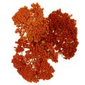 Achillea Orange Trockenblumen