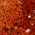 Achillea Orange Trockenblumen