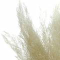 Trockengras Agrostis gebleicht 40g