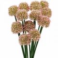 Floristik24 Kunstblume Allium Rosa 38cm Künstlicher Zierlauch Seidenblume im Bund 12St