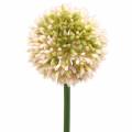Zierlauch Allium künstlich Rosa/Grün Ø8cm 58cm