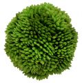 Floristik24 Alliumball 5cm Grün 4St