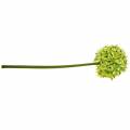 Zierlauch Allium, Seidenblume, künstlicher Kugellauch Grün Ø20cm L72cm