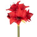 Floristik24 Kunstblume Amaryllis Rot mit Stiel Blumendeko für Weihnachten 50cm