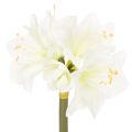 Floristik24 Kunstblume Amaryllis Weiß mit Stiel Advent und Weihnachten 50cm