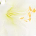Kunstblume Amaryllis Weiß mit Stiel Advent und Weihnachten 50cm | Floristik24.de