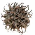 Amberbaum Zapfen Natur weiß gewaschen 250g | Floristik24.de