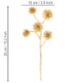 Künstlicher Zweig Amberfrucht Gold Dekoration 26cm Bund mit 6St | Floristik24.de