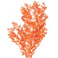 Floristik24 Trockenblumen Asparagus Zweig Zierspargel gefärbt 65cm 80g