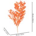 Trockenblumen Asparagus Zweig Zierspargel gefärbt 65cm 80g | Floristik24.de