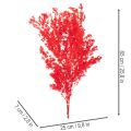 Getrockneter Asparagus Bund für floristische Arrangements 65cm 80g | Floristik24.de