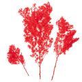 Getrockneter Asparagus Bund für floristische Arrangements 65cm 80g | Floristik24.de