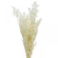 Asparagus Trockendeko Weiß Getrocknetes Ziergras 80g