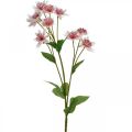 Floristik24 Große Sterndolde, künstliche Astrania, Seidenblume Weiß, Pink L61cm