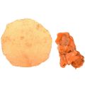 Floristik24 Austern Muscheln Capizscheiben im Netz Orange 3,5–9,5cm 2St