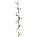 Floristik24 Künstlicher Baumwollzweig mit 8 echten Blüten 78cm