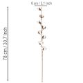 Künstlicher Baumwollzweig mit 8 echten Blüten 78cm | Floristik24.de
