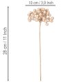 Künstlicher Beerenzweig Champagnerfarben Dekoration 28cm 3St | Floristik24.de